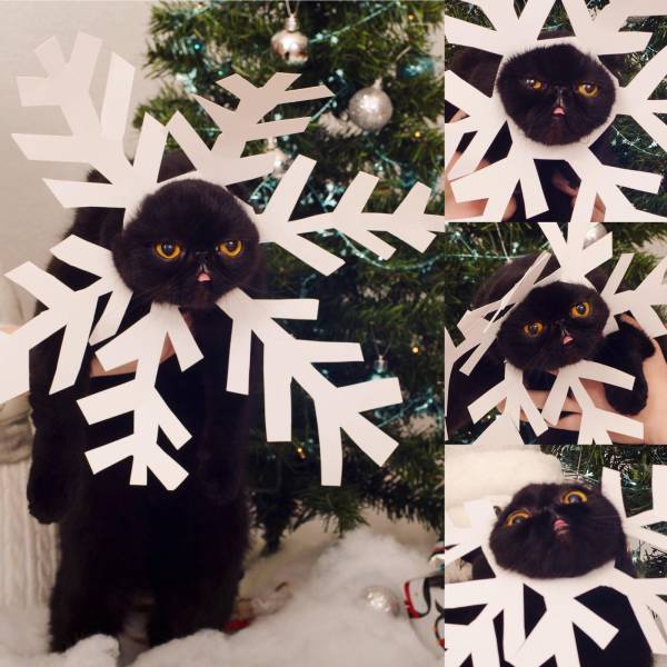 daily picdump 102 pics 22.html - 102 HD Photos | Premium Gallery 2016