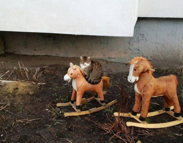 daily picdump 102 pics 22.html - 102 HD Photos | Premium Gallery 2016