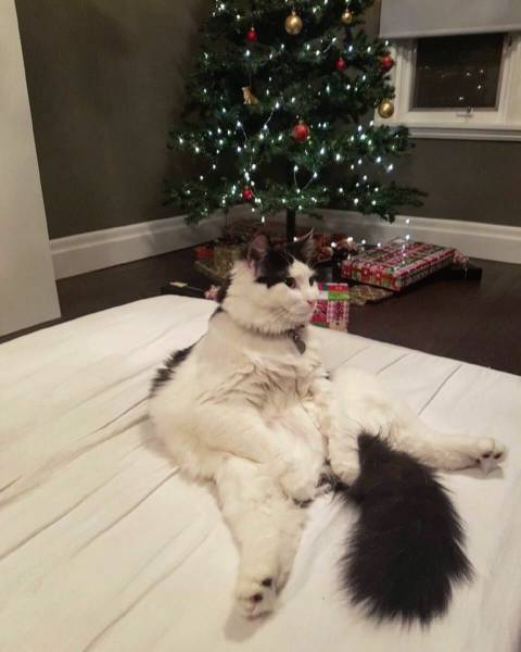 daily picdump 109 pics 12.html - 109 HD Photos | Premium Gallery 2016