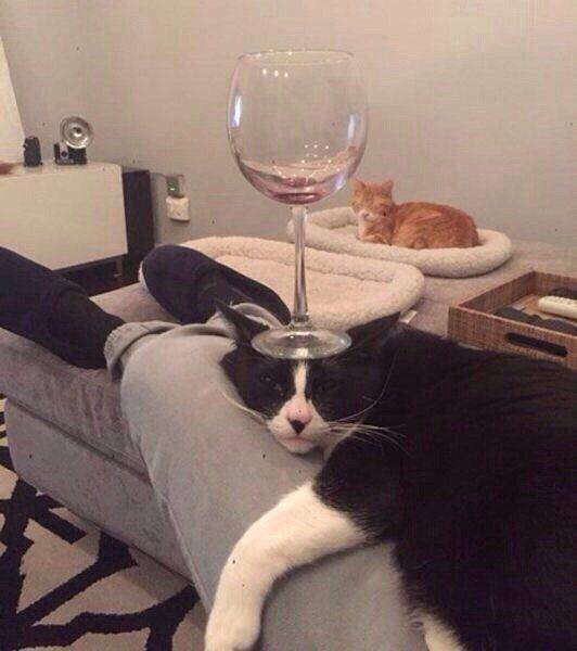 daily picdump 109 pics 12.html - 109 HD Photos | Premium Gallery 2016