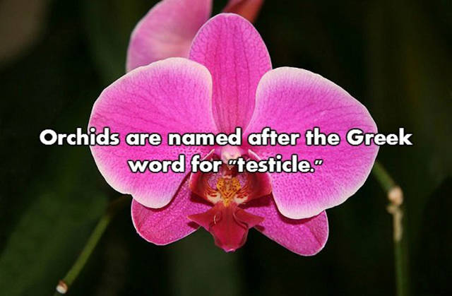 NSFW Facts That Will Blow You Away