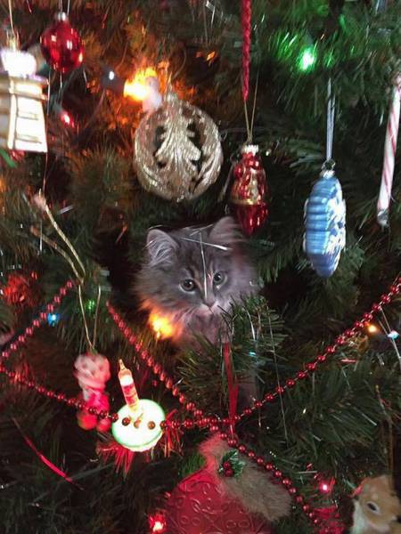 daily picdump 102 pics 34.html - 102 HD Photos | Premium Gallery 2016