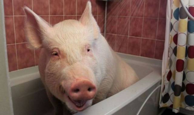 daily picdump 102 pics 29.html - 102 HD Photos | Premium Gallery 2016