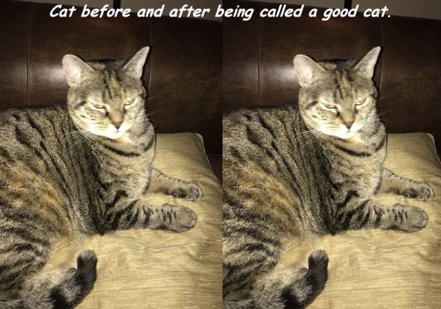 daily picdump 92 pics 13.html - 92 HD Photos | Premium Gallery 2016