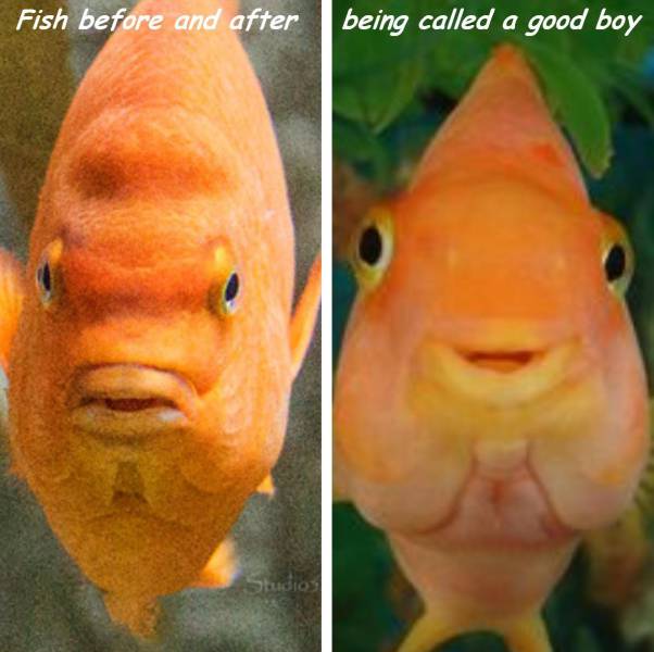 daily picdump 92 pics 13.html - 92 HD Photos | Premium Gallery 2016