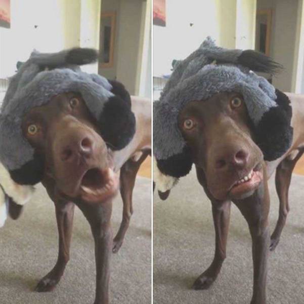 daily picdump 92 pics 13.html - 92 HD Photos | Premium Gallery 2016