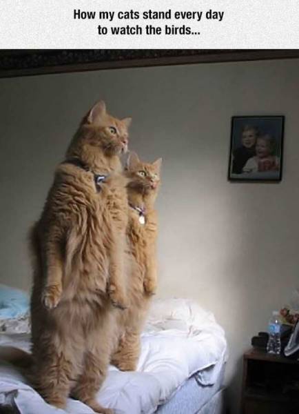 daily picdump 98 pics 12.html - 98 HD Photos | Premium Gallery 2016