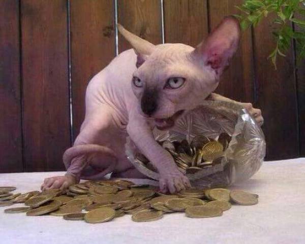 daily picdump 98 pics 12.html - 98 HD Photos | Premium Gallery 2016