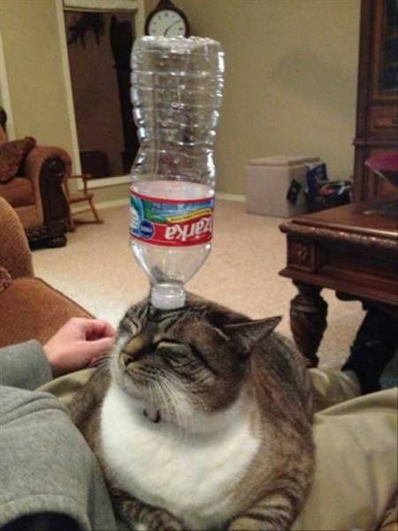 daily picdump 98 pics 12.html - 98 HD Photos | Premium Gallery 2016