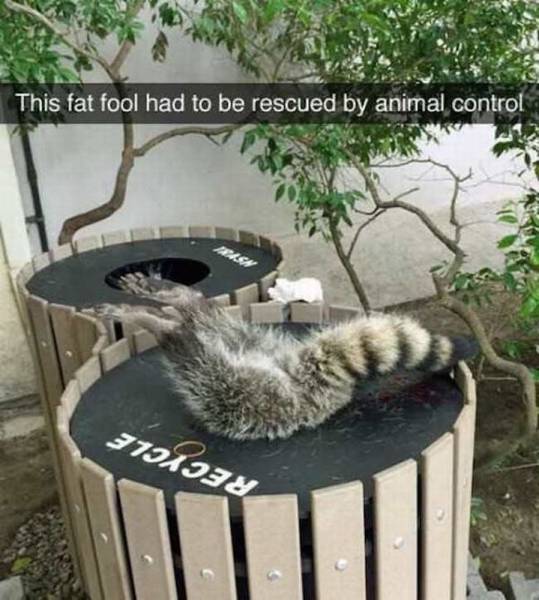 Daily Picdump