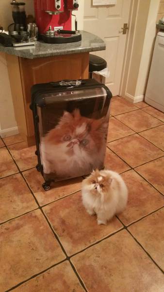 daily picdump 89 pics 18.html - 89 HD Photos | Premium Gallery 2016