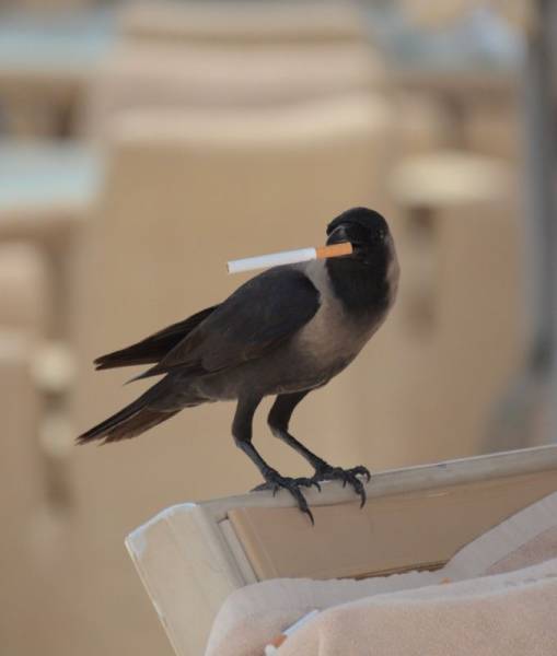 morning picdump 55 pics 18.html - 55 HD Photos | Premium Gallery 2016