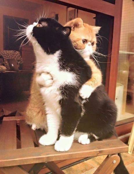 daily picdump weekend edition 81 pics 32.html - 81 HD Photos | Premium Gallery 2017