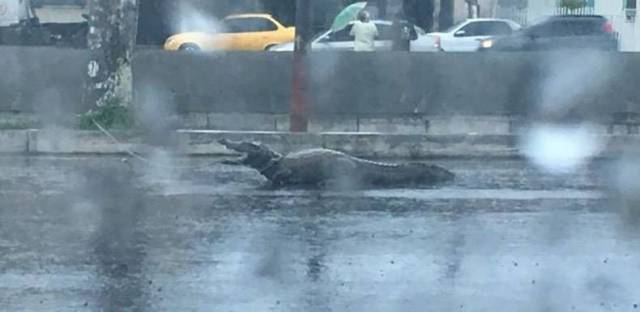 daily picdump 106 pics 29.html - 106 HD Photos | Premium Gallery 2017