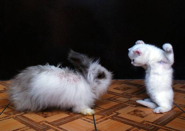 daily picdump 106 pics 29.html - 106 HD Photos | Premium Gallery 2017