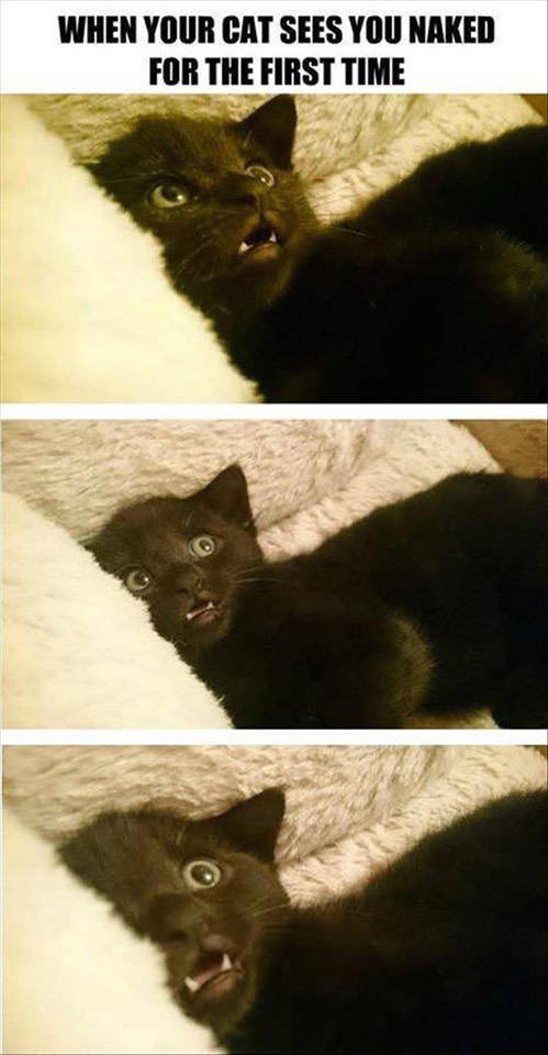 funny picdump 52 pics 7.html - 52 HD Photos | Premium Gallery 2017