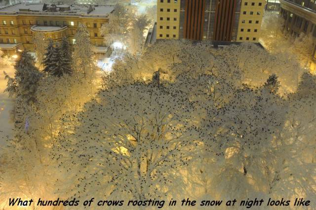 daily picdump 102 pics 20.html - 102 HD Photos | Premium Gallery 2017