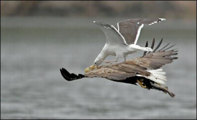 daily picdump 102 pics 20.html - 102 HD Photos | Premium Gallery 2017