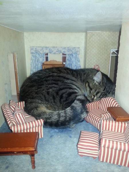 daily picdump weekend edition 52 pics 23.html - 52 HD Photos | Premium Gallery 2017