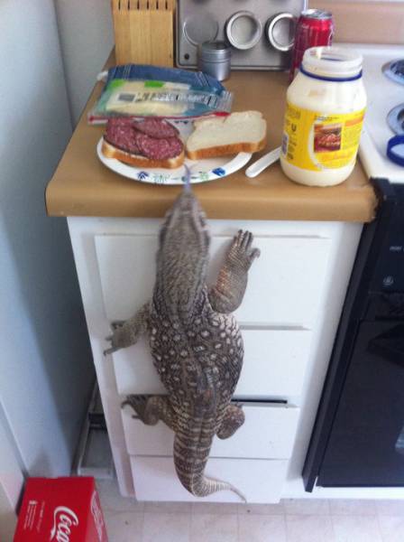 daily picdump weekend edition 52 pics 23.html - 52 HD Photos | Premium Gallery 2017