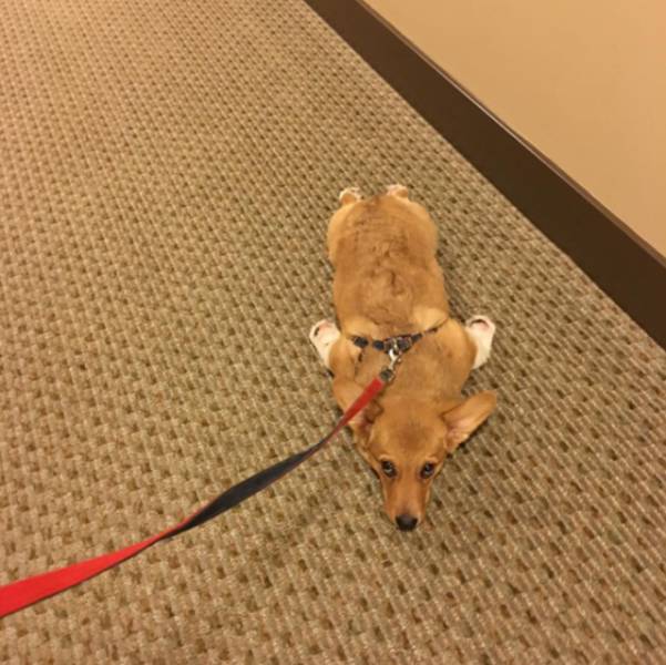 daily picdump weekend edition 52 pics 23.html - 52 HD Photos | Premium Gallery 2017