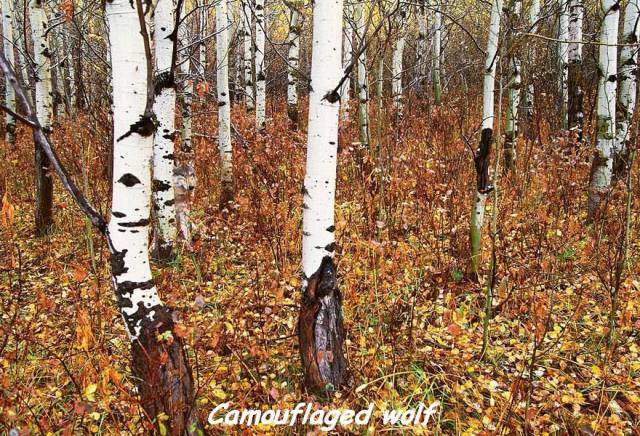 daily picdump 101 pics 10.html - 101 HD Photos | Premium Gallery 2017