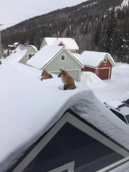 daily picdump 102 pics 27.html - 102 HD Photos | Premium Gallery 2017