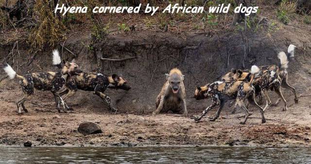 daily picdump 97 pics 23.html - 97 HD Photos | Premium Gallery 2017