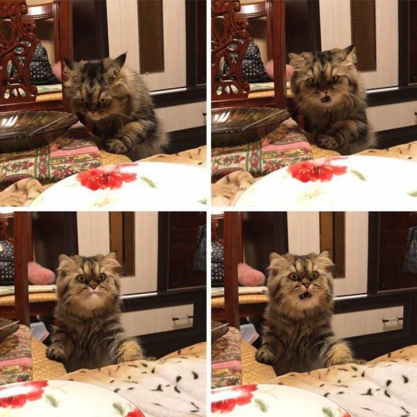 daily picdump 103 pics 38.html - 103 HD Photos | Premium Gallery 2017