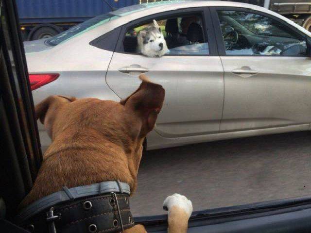 daily picdump 98 pics 3.html - 98 HD Photos | Premium Gallery 2017